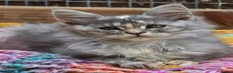 Maine Coon cats for sale: Maine Coon Kittens  - Advert 17