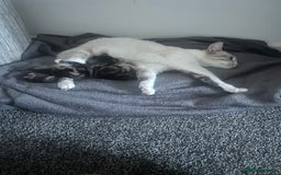 Mixed Breed cats for sale: Mixed ragdoll kittens  - Image 4