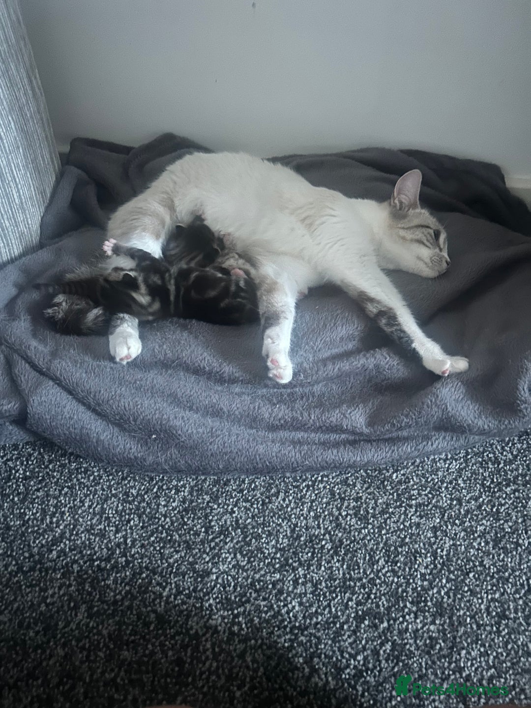 Mixed Breed cats for sale: Mixed ragdoll kittens  - Image 4