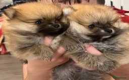 Pomeranian dogs for sale: Boy Pomeranians  - Advert 3