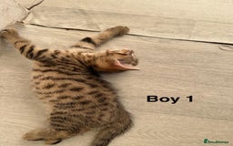 Bengal cats for sale: Gorgeous bengal kittens. READY NOW!!!! - Image 5