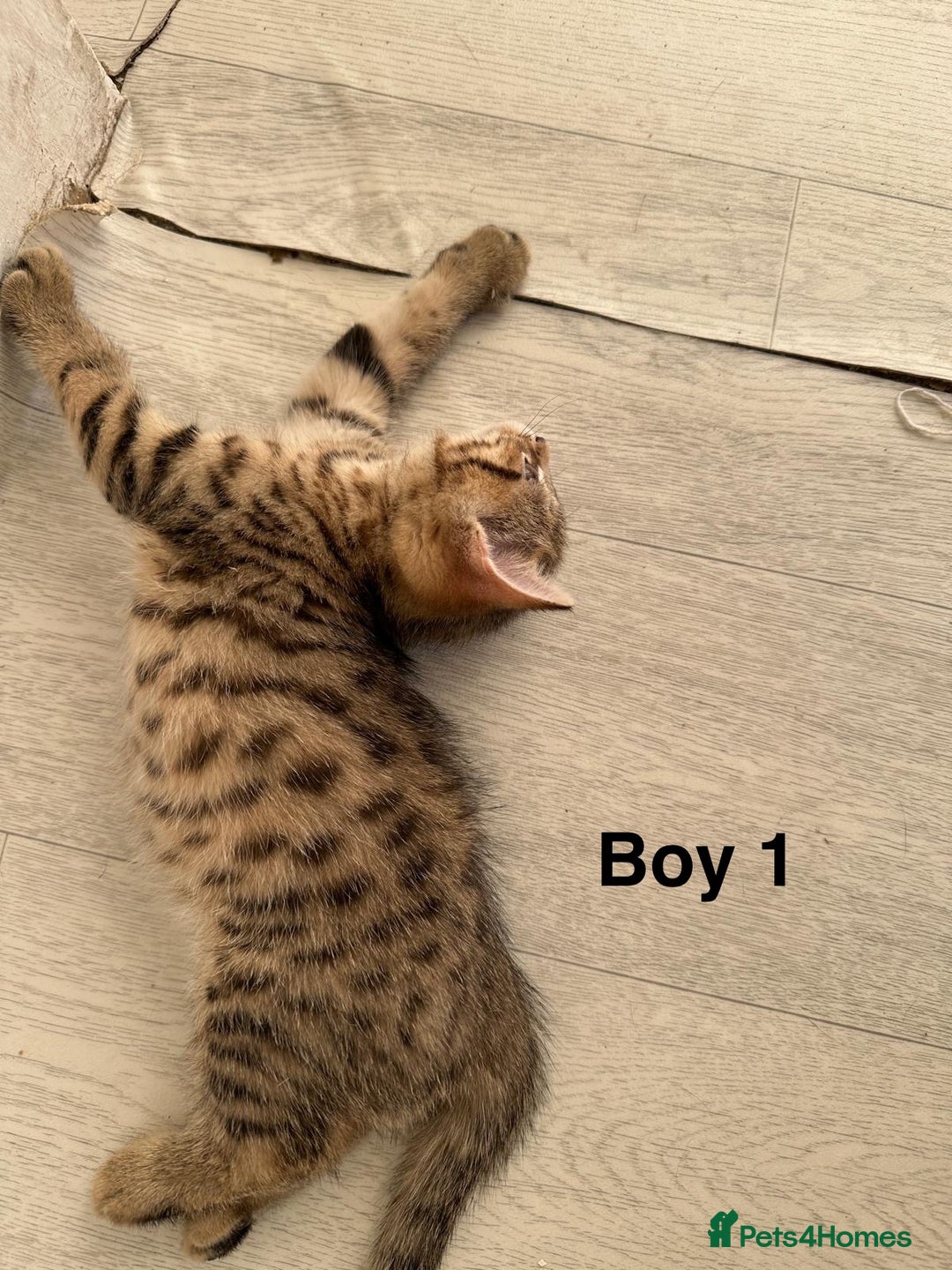 Bengal cats for sale: Gorgeous bengal kittens. READY NOW!!!! - Image 5
