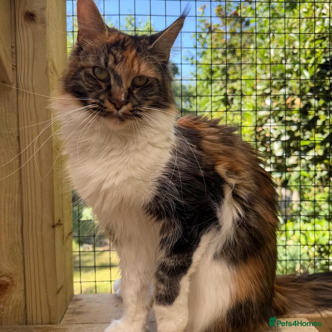 Maine Coon cats for sale: Rare Beautiful Torti Female Maine Coon  - Advert 7