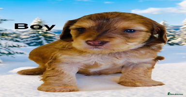 Cockapoo dogs DNA TESTED, Last 2 Boys, Ready 25th November ❤️ - Advert 13