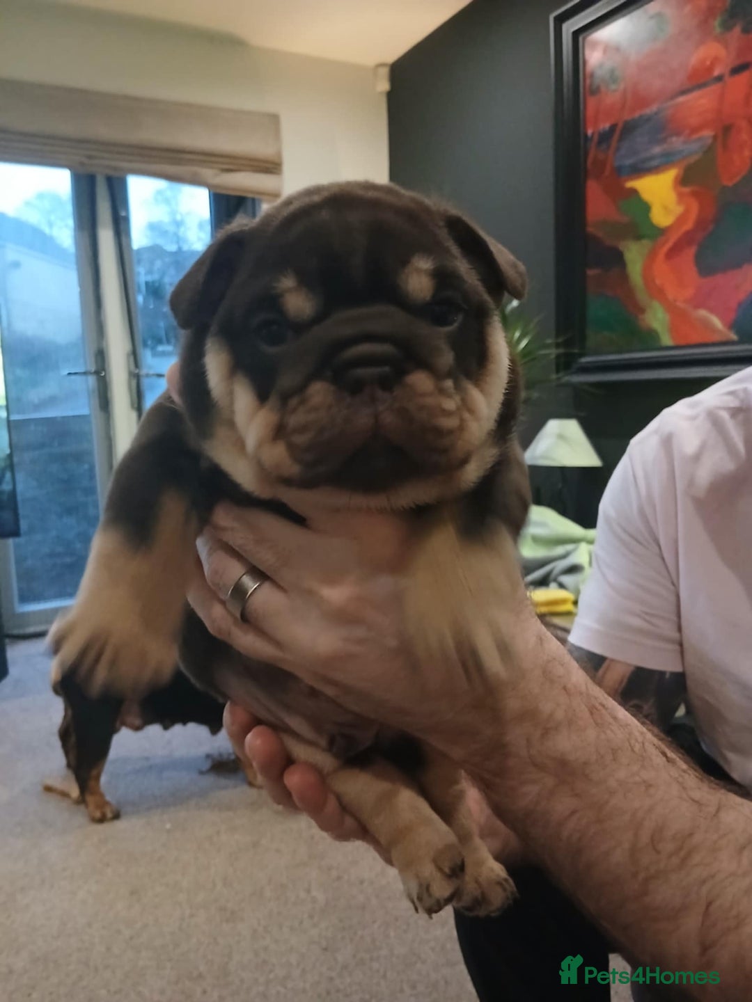 English Bulldog dogs for sale: Stunning  chunky English bulldog puppies  - Advert 2
