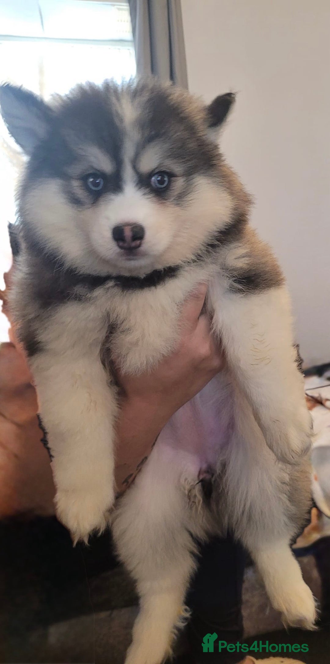 Pomsky dogs for sale: Pomsky Puppies - Advert 9