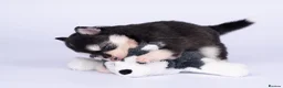 Pomsky dogs for sale: 5 girls and 3 boys are searching for 5 star homes - Advert 19