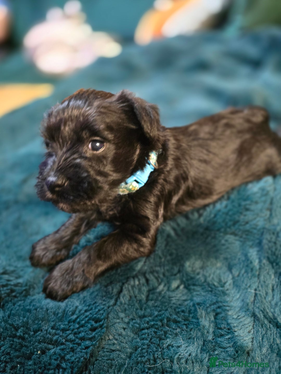 Miniature Schnauzer dogs for sale: 3 puppys left -KC - Miniature Schnauzer Puppies - Image 30
