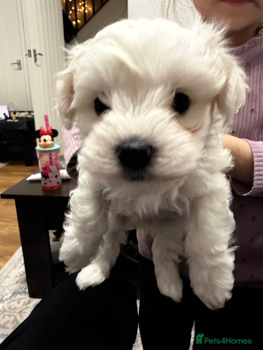 Maltese dogs for sale: Gorgeous Maltese puppies  - Advert 12