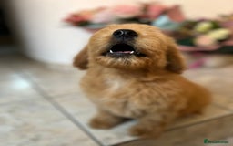 Mixed Breed dogs for sale: GoldenDoodles puppies  - Image 9