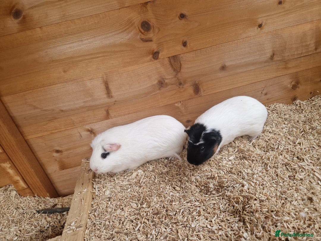 Guinea Pig rodents for sale: 2 female guinea pigs  - Advert 2