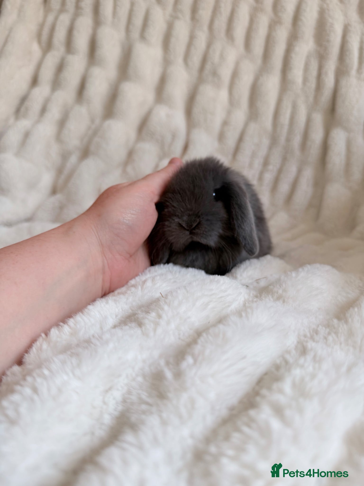 Mini Lop rabbits Mini Lop Doe - Advert 5