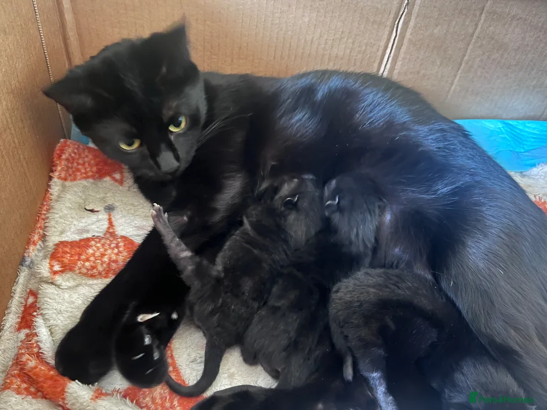 Domestic Shorthair cats for sale: 3 black kittens for sale  in Greenhithe - Advert 2