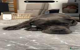 Cane Corso dogs for sale: 11 month old cane corso - Image 2