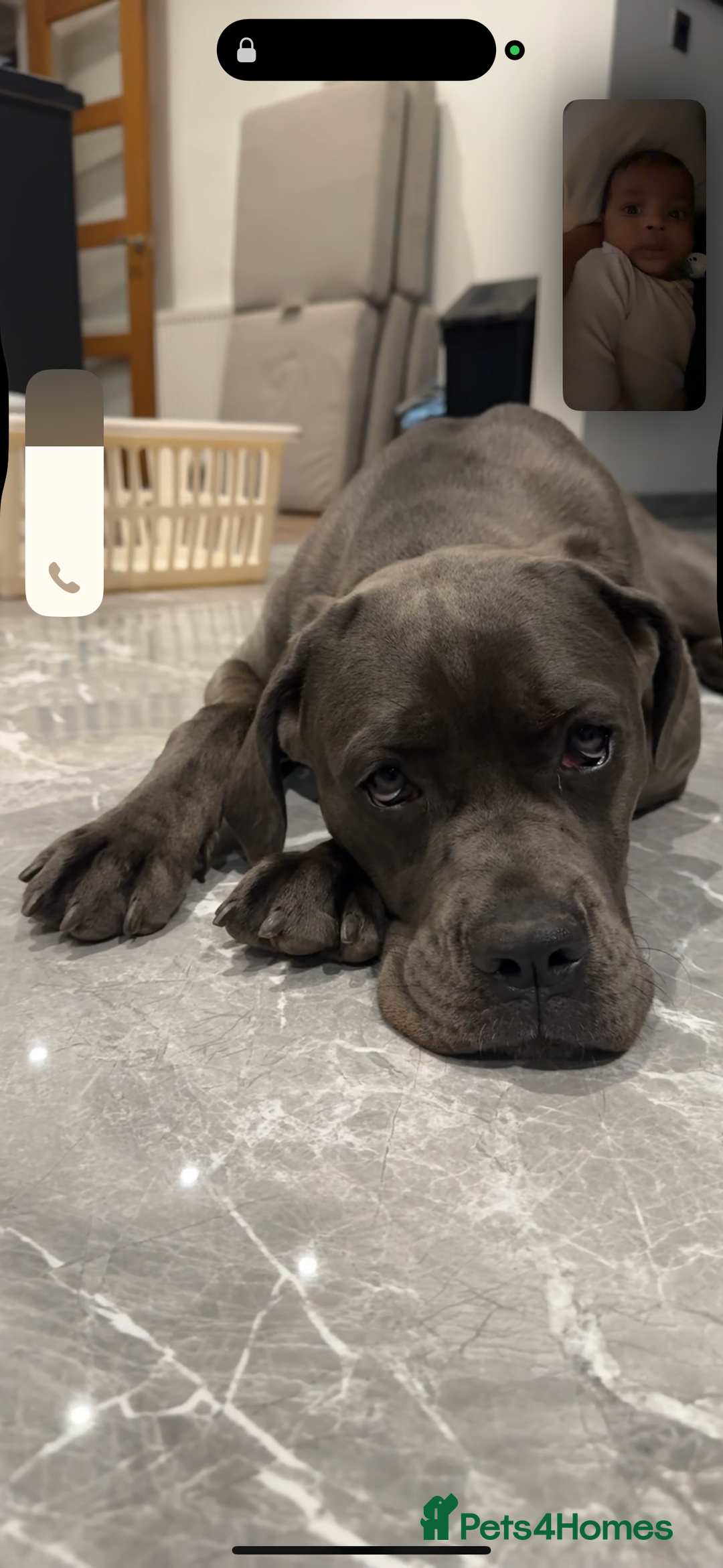 Cane Corso dogs for sale: 11 month old cane corso - Image 2
