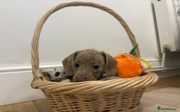 Miniature Dachshund dogs for sale: Minature dachshund pups  - Image 16