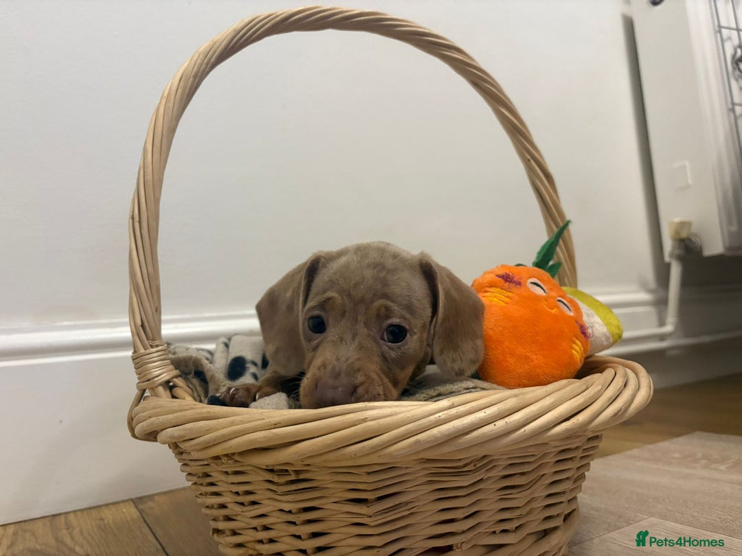 Miniature Dachshund dogs for sale: Minature dachshund pups  - Image 16