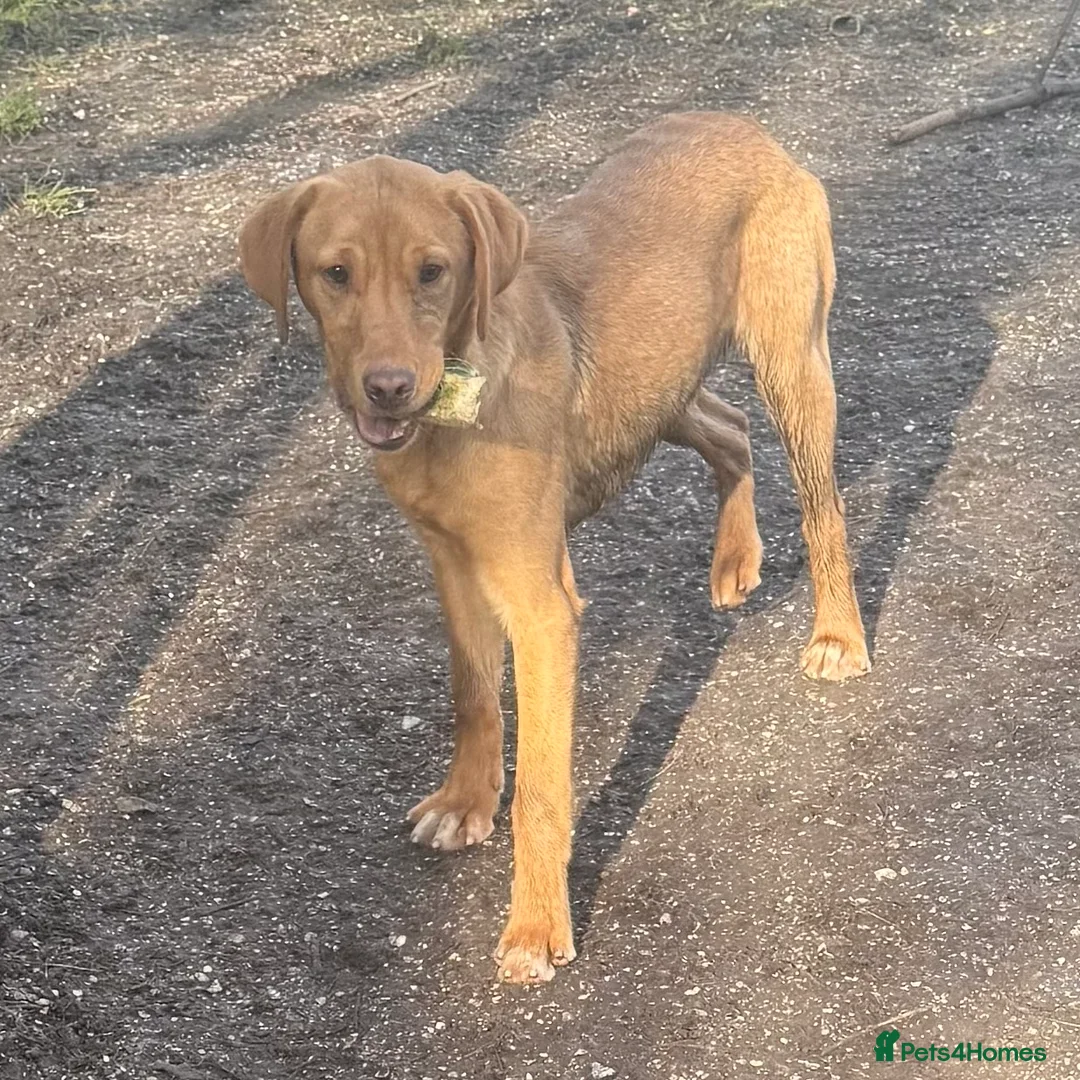 Labrador Retriever dogs for sale: 🧡 Older Yellow & Red RKC Labrador Boys 💛 - Advert 33