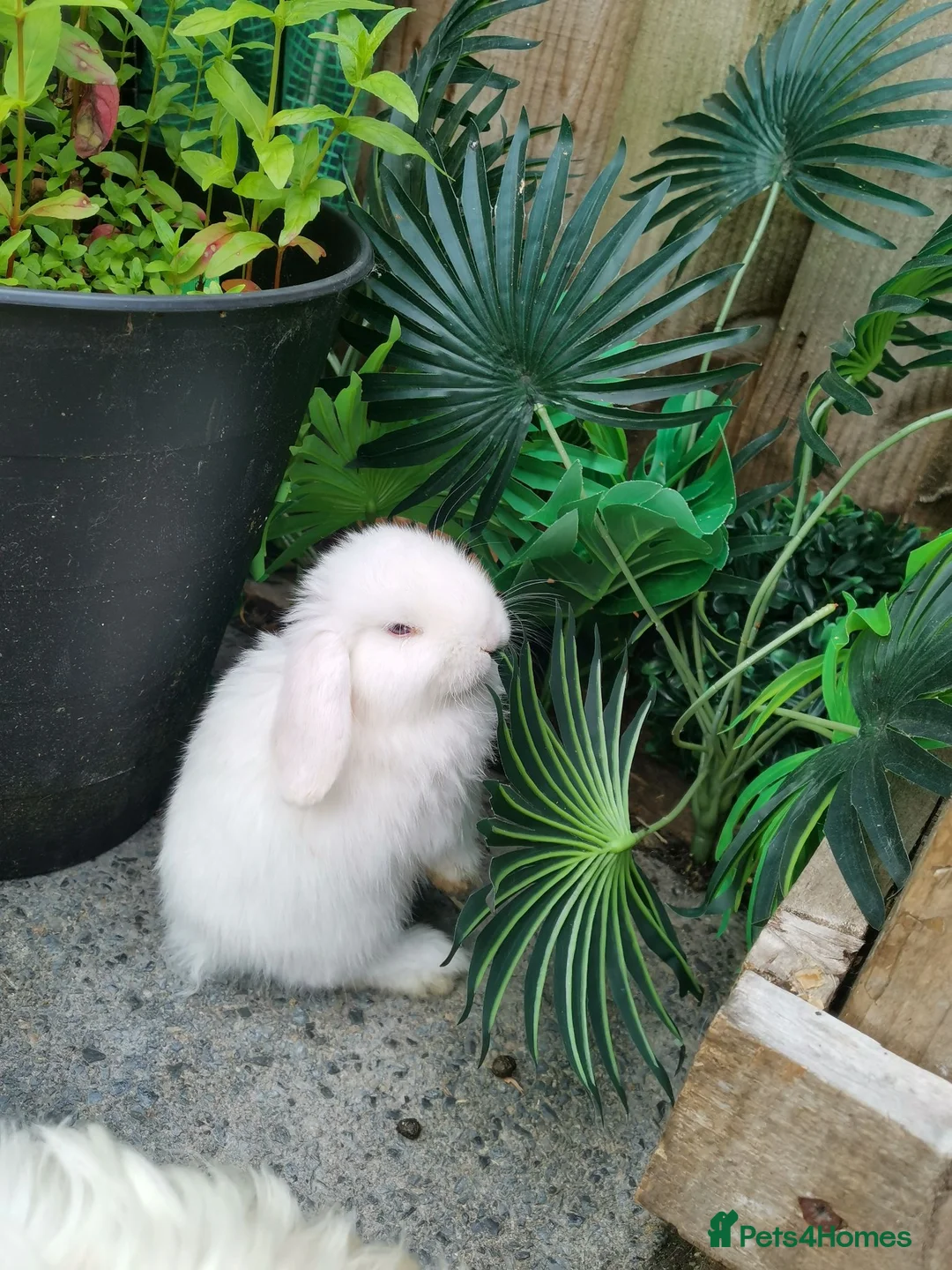 Mini Lop rabbits for sale: White mini lops (blue eyes) 🐇  in Manchester - Advert 1