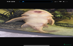 Plecos fish for sale: Albino and Black plecos need new home - Image 1