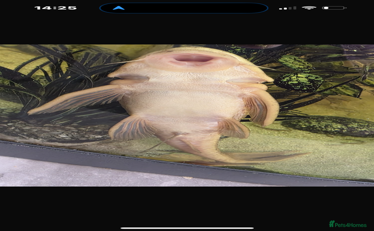 Plecos fish - Advert 2