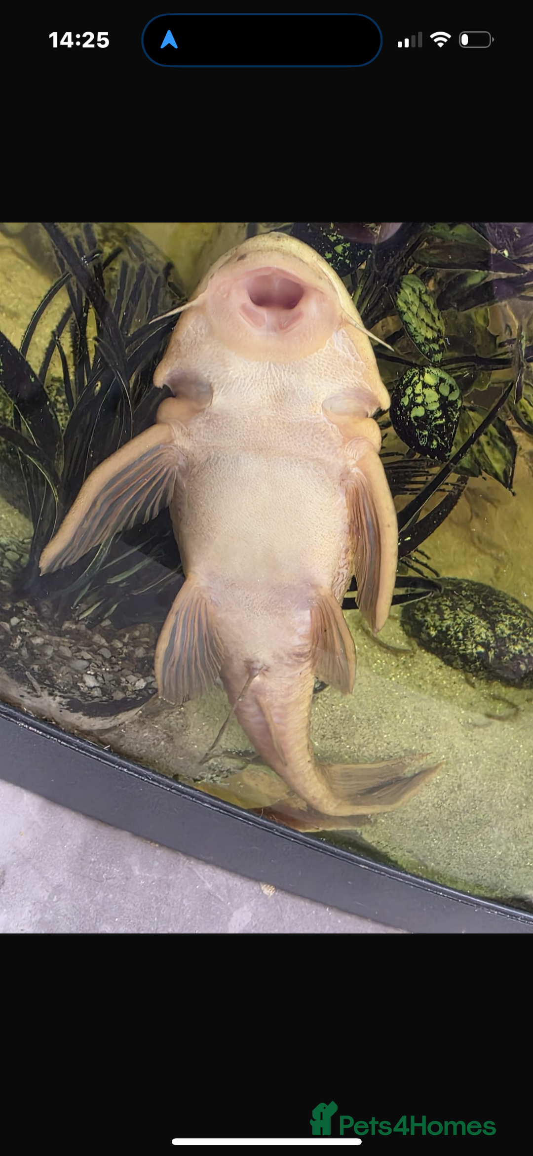 Plecos fish for sale: Albino and Black plecos need new home - Image 1