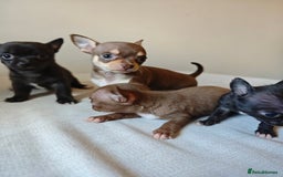 Chihuahua dogs for sale: Micro Chihuahua Puppies - Exceptional Lines - Image 19