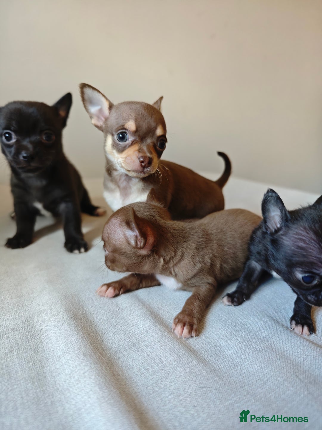 Chihuahua dogs for sale: Micro Chihuahua Puppies - Exceptional Lines - Image 19