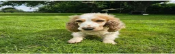 Cocker Spaniel dogs for sale: Beautiful show type female cocker spaniel - Advert 3