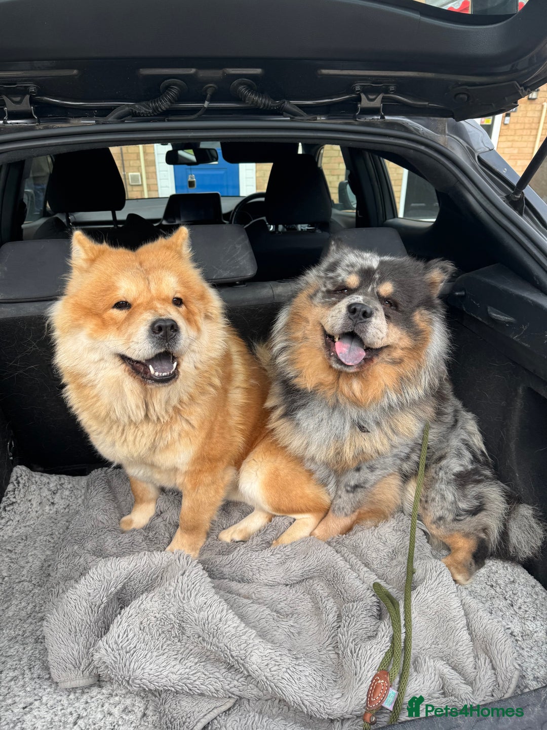 Chow Chow dogs for sale: 5 beautiful Chowchow puppies  - Advert 8