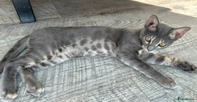 Bengal cats - Advert 2
