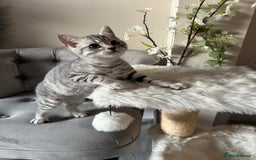 British Shorthair cats for sale: SILVER TABBIES - Registered & Full Pedigree - Image 36