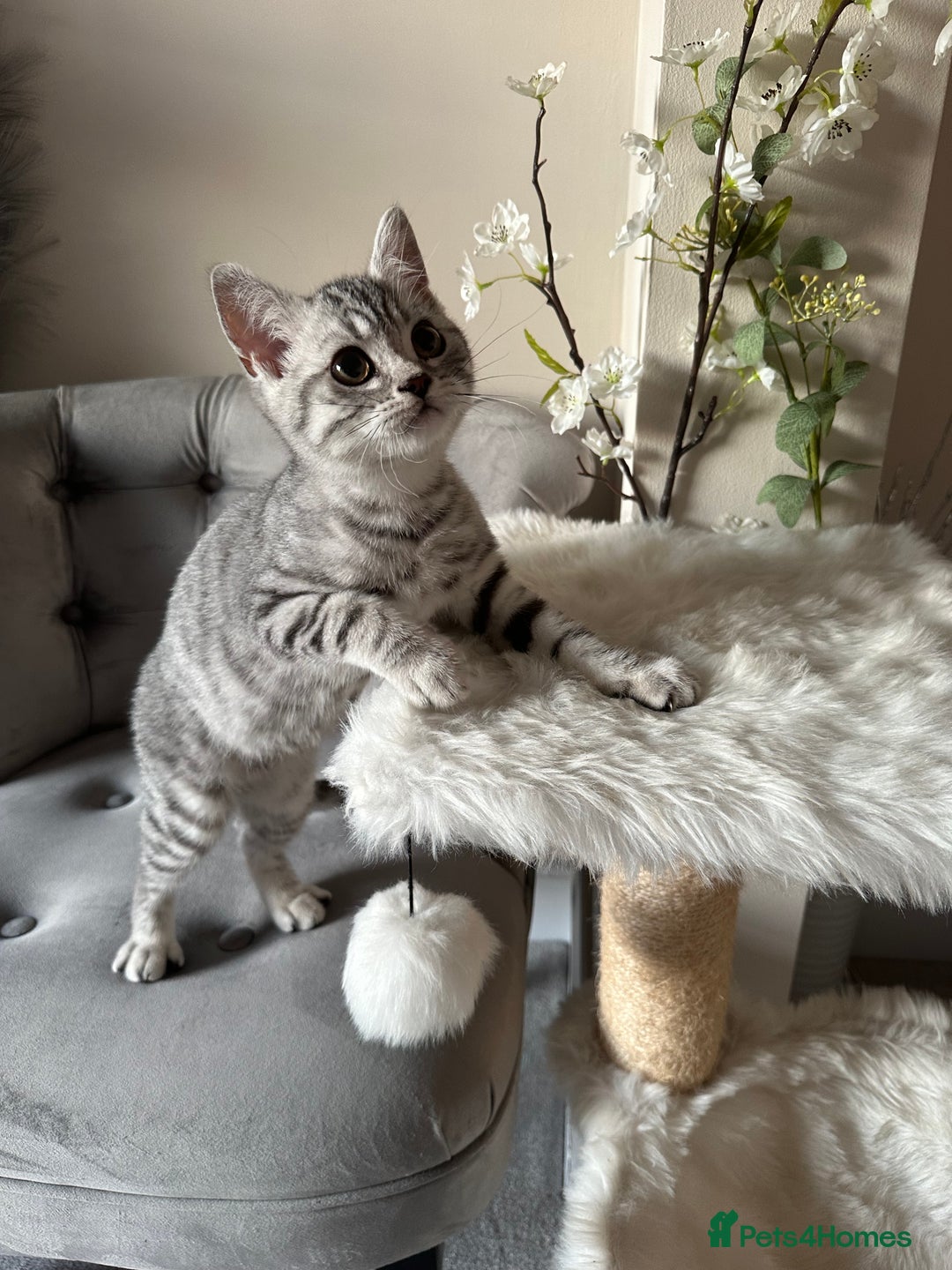 British Shorthair cats for sale: SILVER TABBIES - Registered & Full Pedigree - Image 36