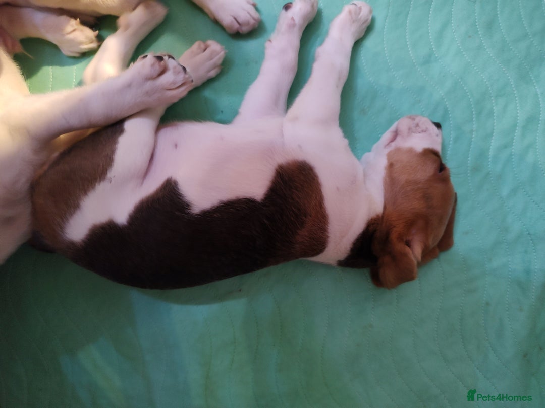 Beagle dogs for sale: Beagle puppy's  - Advert 2
