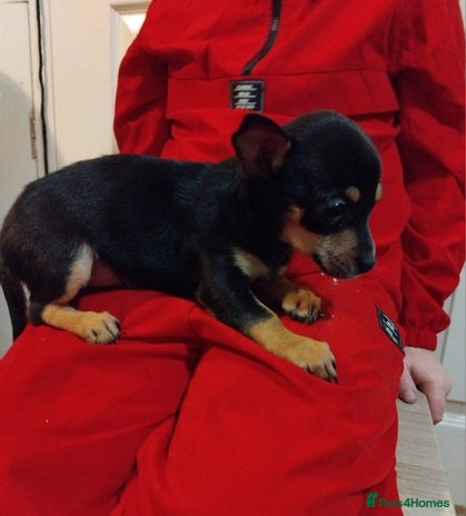 Mixed Breed dogs - Advert 4