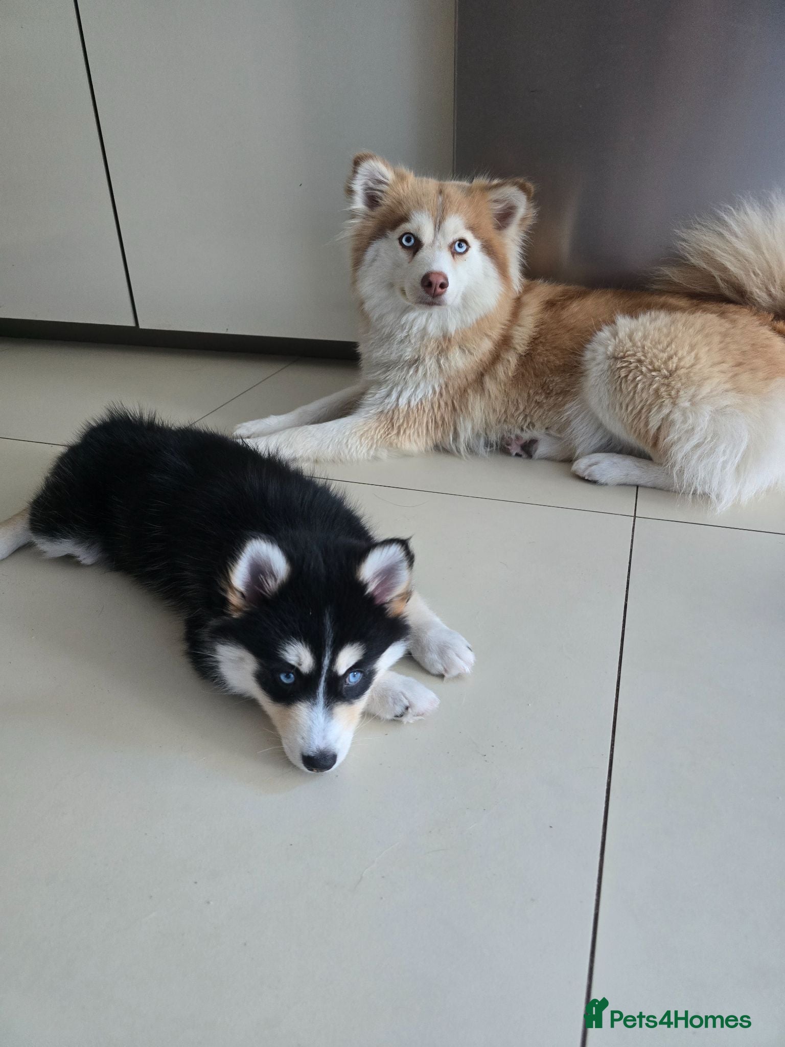 Pomsky dogs POMSKY PERFECT MARKINGS  - Advert 2