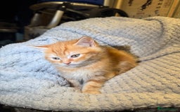 Domestic Shorthair cats for sale: Real life Garfield🤩 - Image 2