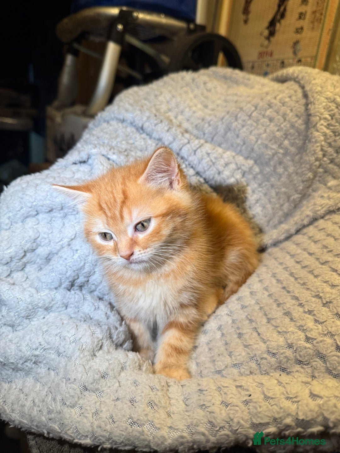 Domestic Shorthair cats for sale: Real life Garfield🤩 - Image 2