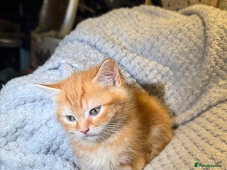 Domestic Shorthair cats - Advert 2