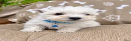 West Highland Terrier dogs for sale: Lovely KC Registered West Highland Terrier Puppies - Advert 3