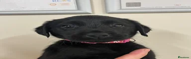 Dark Pink Collar