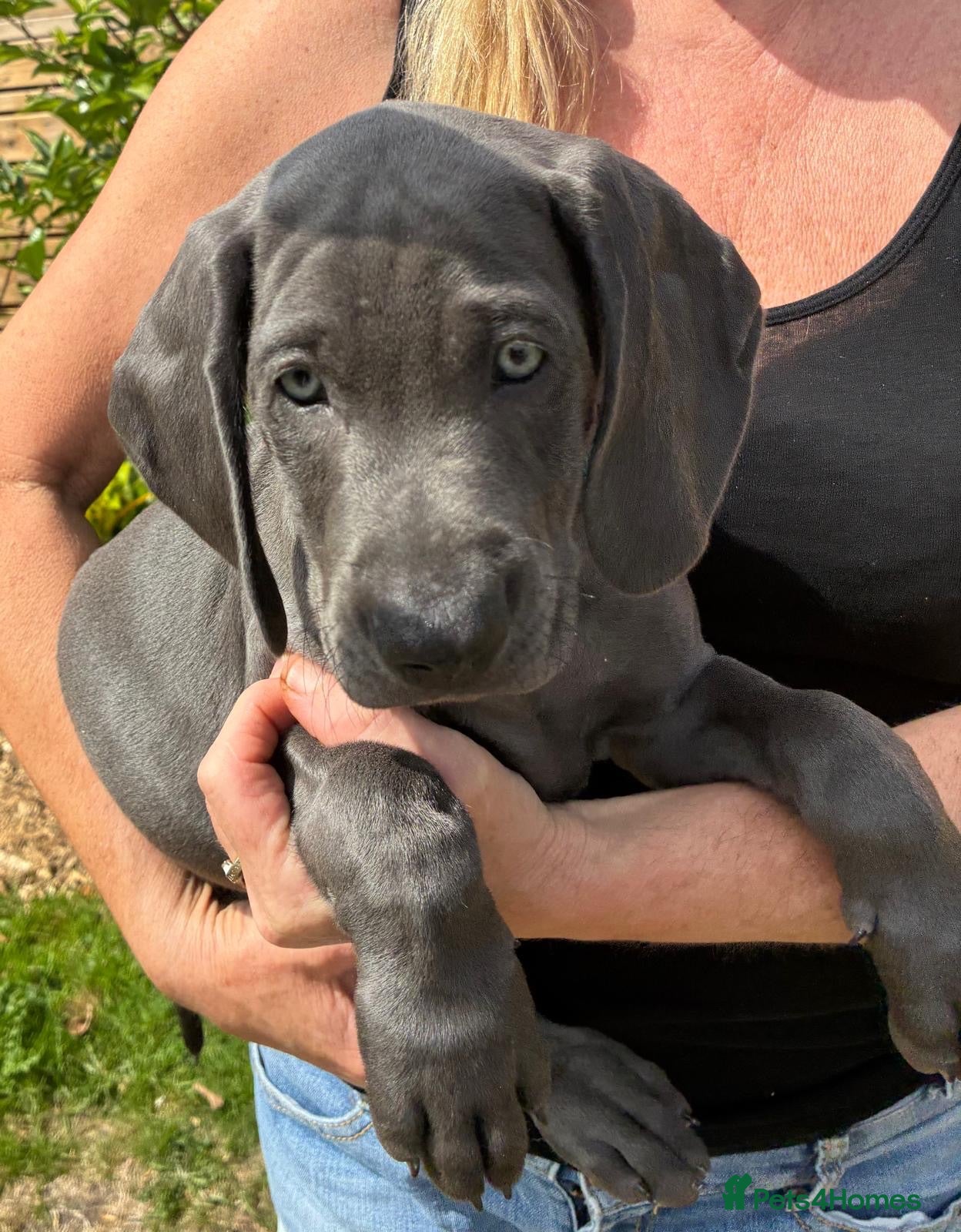 Weimaraner dogs KC Reg Weimaraner Puppies Silver & Blue - Advert 2