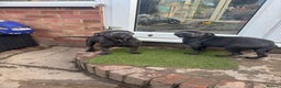 Staffordshire Bull Terrier dogs for sale: 2 female BLUE SBT sisters  - Advert 8