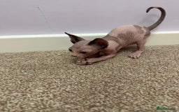 Sphynx cats for sale: Beautiful Pure Sphynx Kittens – Ready Now! - Image 29