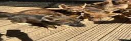 Shepsky dogs for sale: Stunning multi-coloured eyed puppies - Advert 31