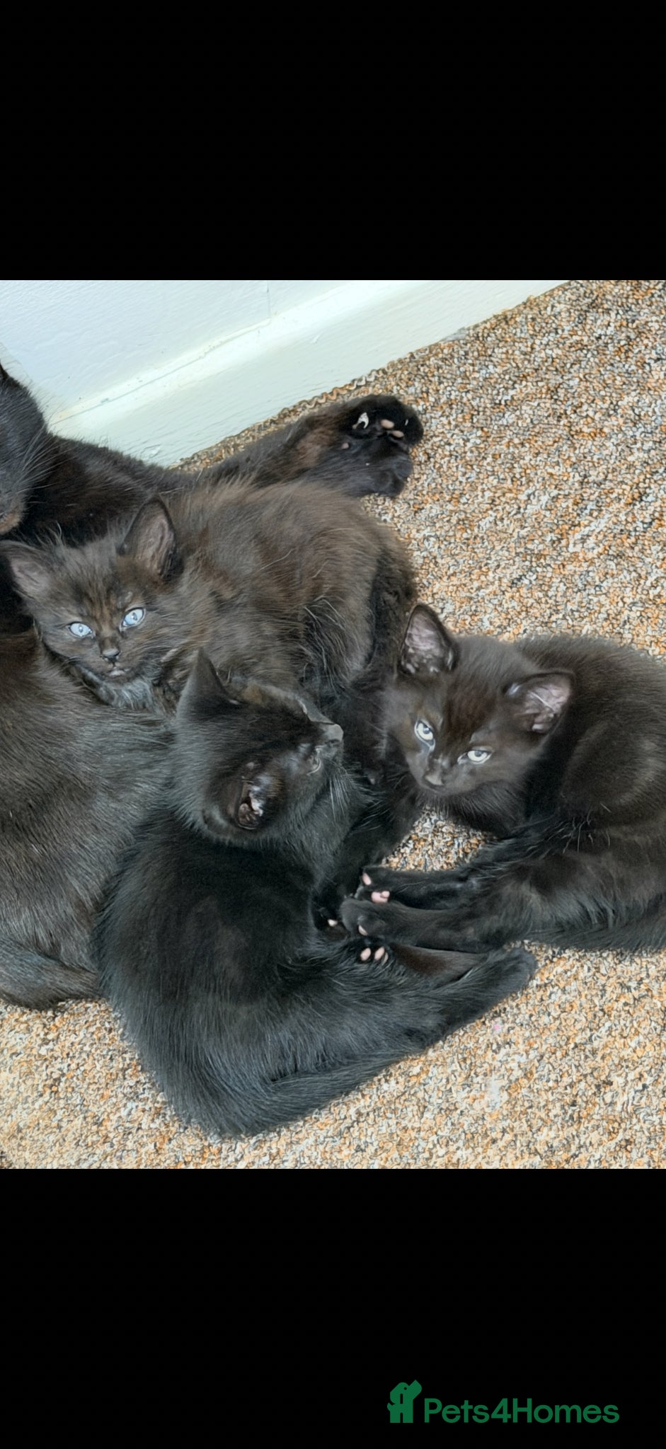 Domestic Shorthair cats for sale: 3 adorable babies are looking for home - Advert 1
