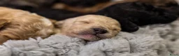 Mini Goldendoodle dogs for sale: Mini Goldendoodles - Advert 16