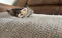 Mixed Breed cats for sale: 6 Beautiful kittens  - Image 11