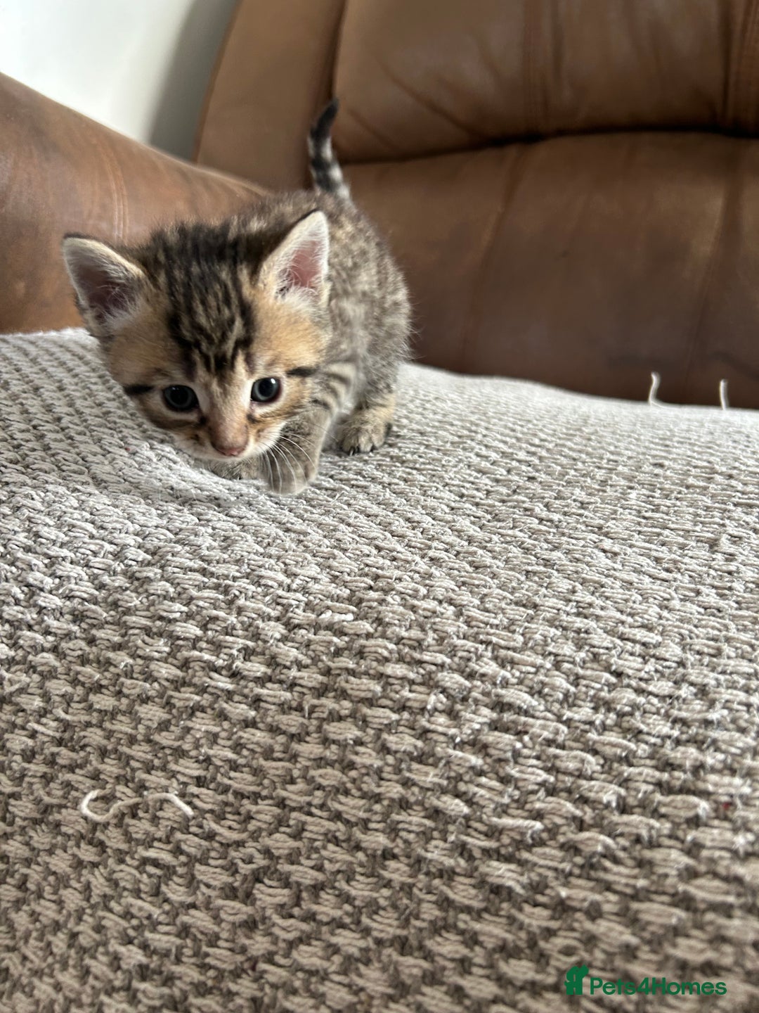Mixed Breed cats for sale: 6 Beautiful kittens  - Image 11
