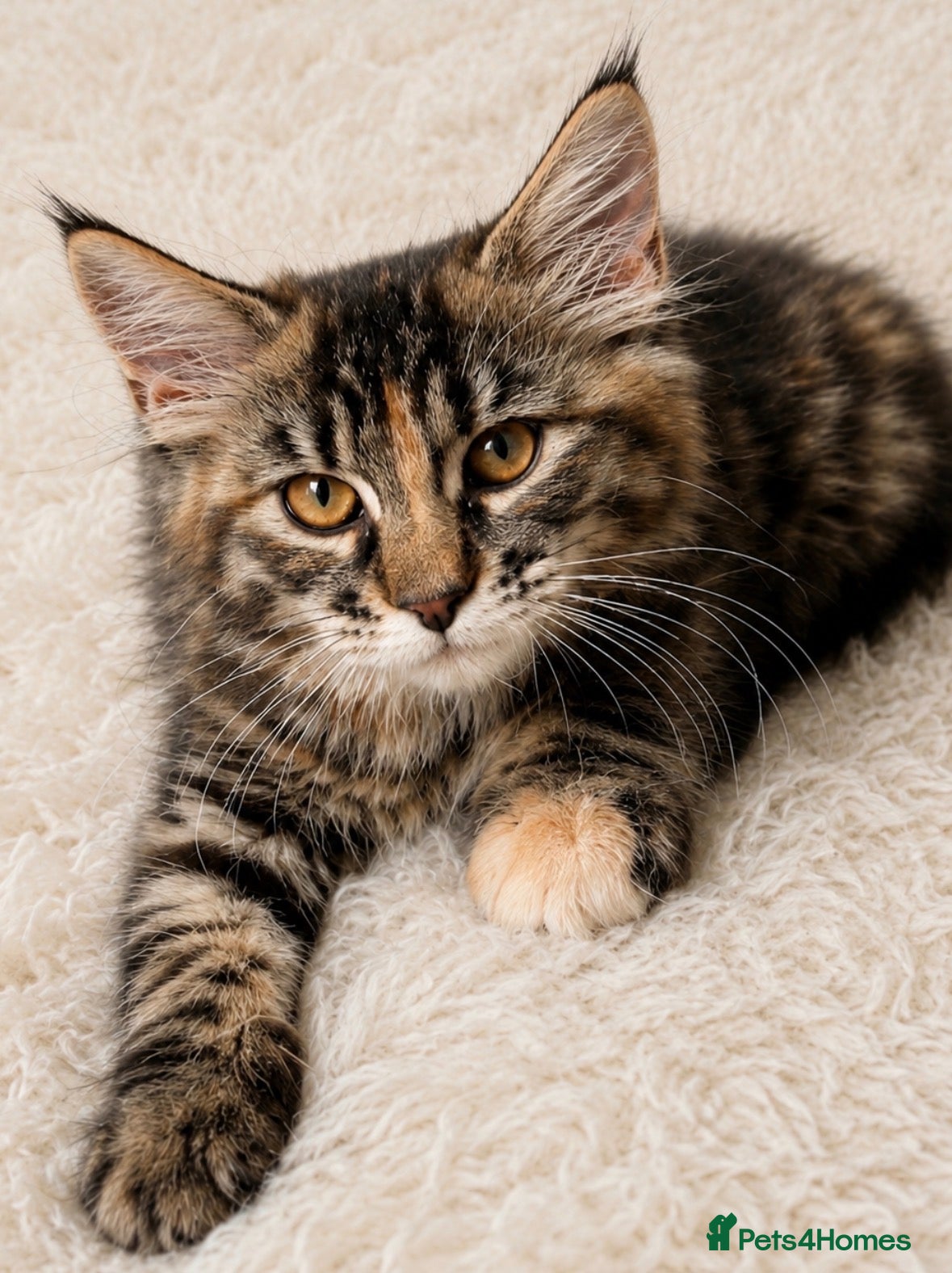 Maine Coon cats ⭐️Stunning Brown Torbie White Tabby Maine Coon - Advert 3